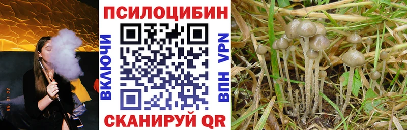 блэк спрут вход  Лагань  Псилоцибиновые грибы мухоморы 